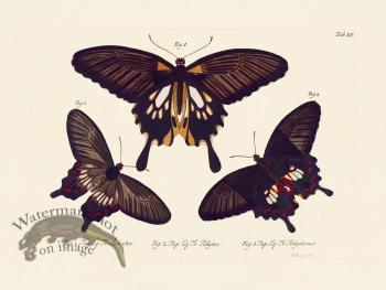 Jablonsky Butterfly 015